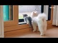 [vlog] #먼치킨 #새끼고양이 소설이 육묘일기 (5) feat. 광장시장 넷플릭스 칼국수