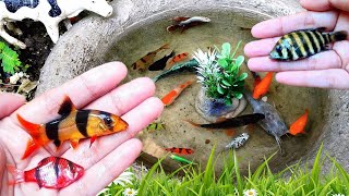 Amazing Catch Colorful Fish & Surprise Eggs, Koi, Guppies, Betta fish, Cute animals, Fishing Videos