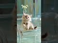 good cat… sleepy cat…6 #cat #cute #cutecat