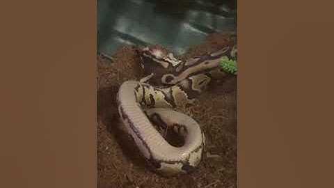 Live Ball Python feeding Part 2