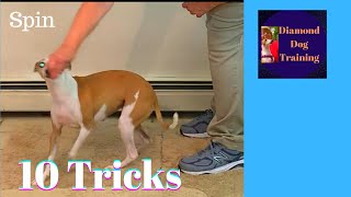 Trick Dog Novice Checklist Are Easy Tricks To Teach Your Dog For Novice Title