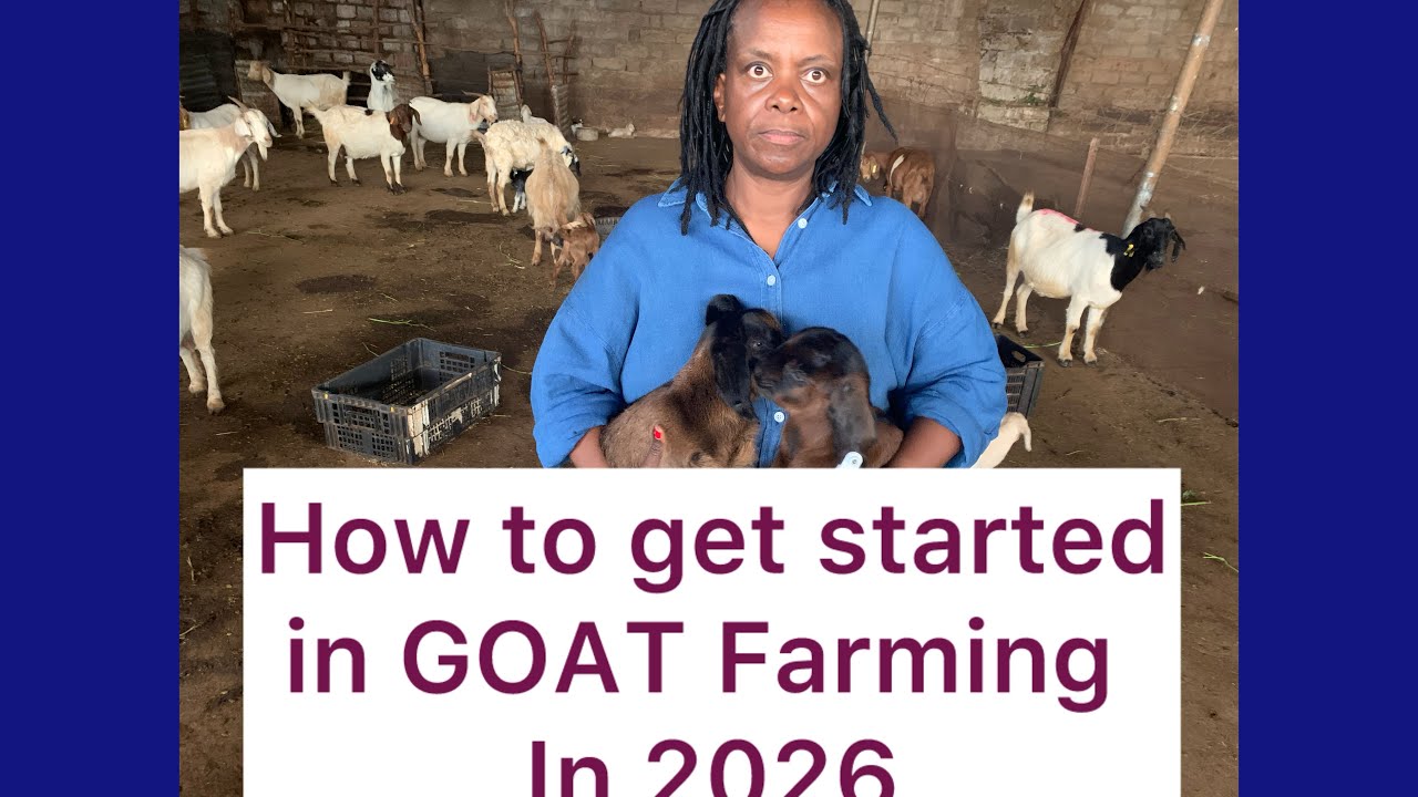 How to get started in GOAT FARMING in 2026| Goat Health| vaccination ...