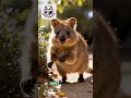 Quakka, Tiny Paws, Playful