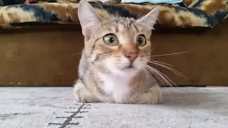 Cat Reacts to Horror Movie