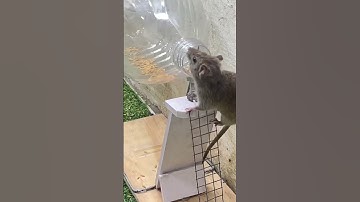 Easy mouse trap plastic bottle good trap #mouse #mousetrap #rattrap #rat #trap #easymousetrap
