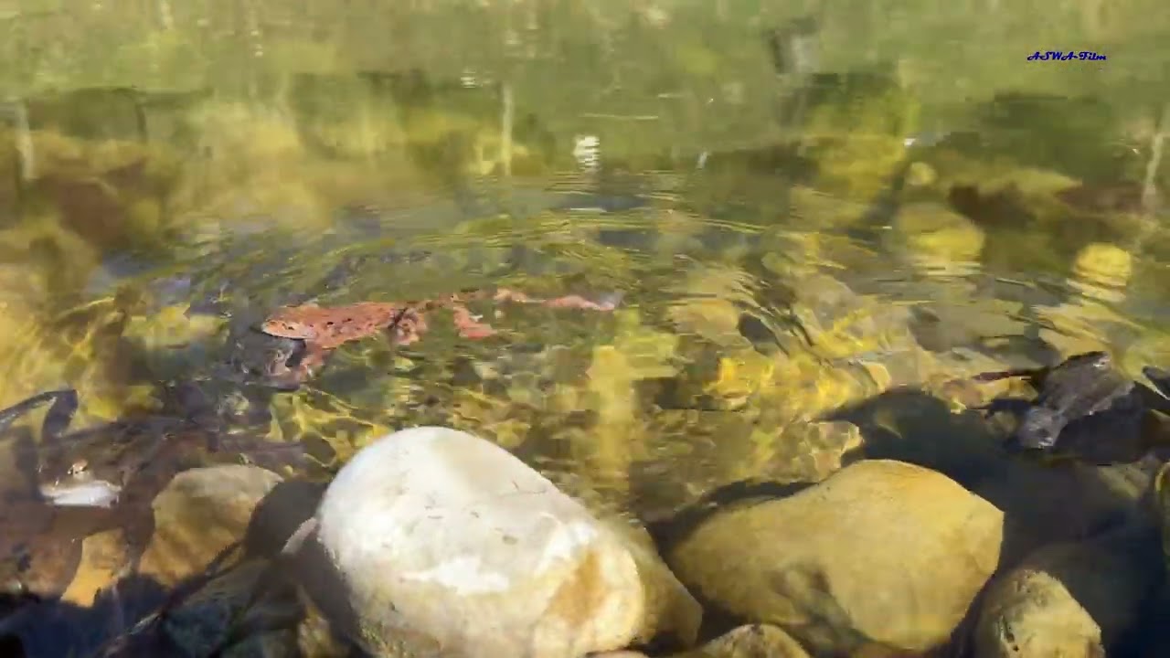 21 Februar 2026. Für kommende Woche sind 15–17 ° angekündigt, die Froschwanderung hat schon begonnen
