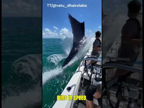 سمكة أبو شراع ملك سرعة المحيط 