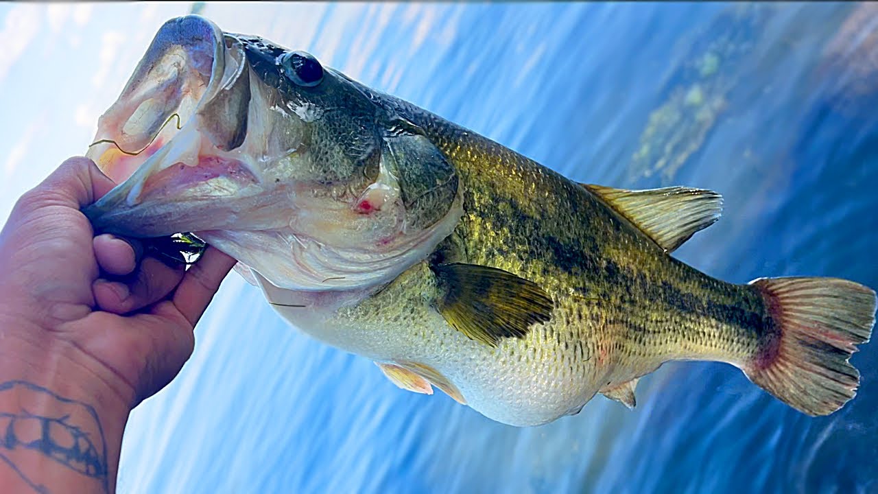 big bASS PERSONAL BEST?!