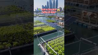 😱 पानी पर तैरता हुआ खेत! | Floating Farm Technology 🌱🚜