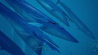 Balaenoptera Musculus Abzu Blue Whale Scene