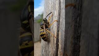 Extreme WASP Close UP 🐝