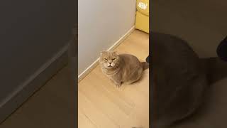 A cute cat when it wants something