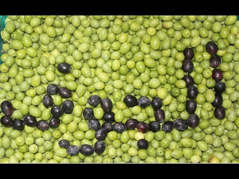 مزارع زيتون من مشاريع مجموعة زيد الحسين الزراعية