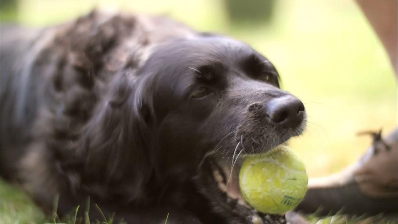 Dog Chewing Tennis Ball YouTube