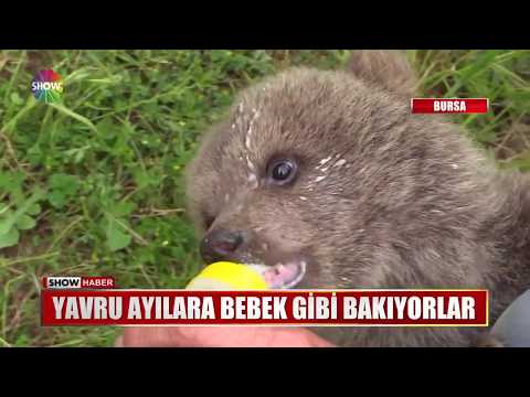 Yavru Ayılara Bebek Gibi Bakıyorlar