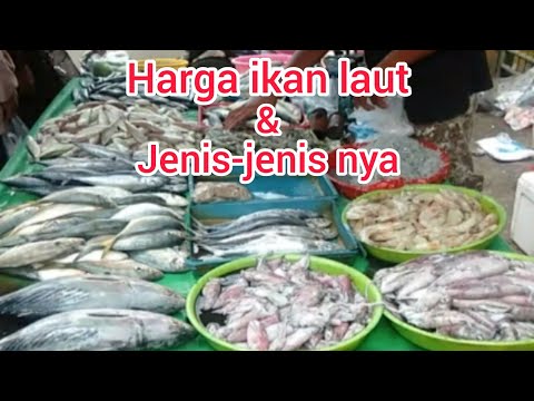 Harga Ikan Per Kg