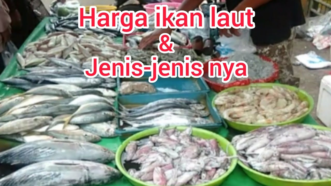 harga ikan laut per kg