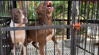 Download Lagu KING FLOKI NGAMUK ISTRINYA DIDEKATIN ORANG ‼️ MP3