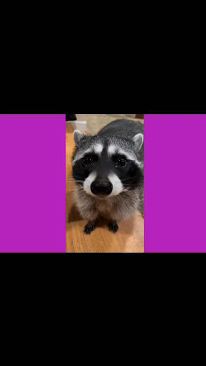 TOP 3 RACCOON