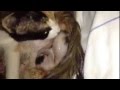 La naissance des bbes chats accouchement direct dune chatte delivery cat