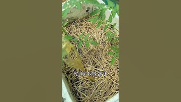 Trichoderma bảo quản được trong bao lâu các bác nhỉ?