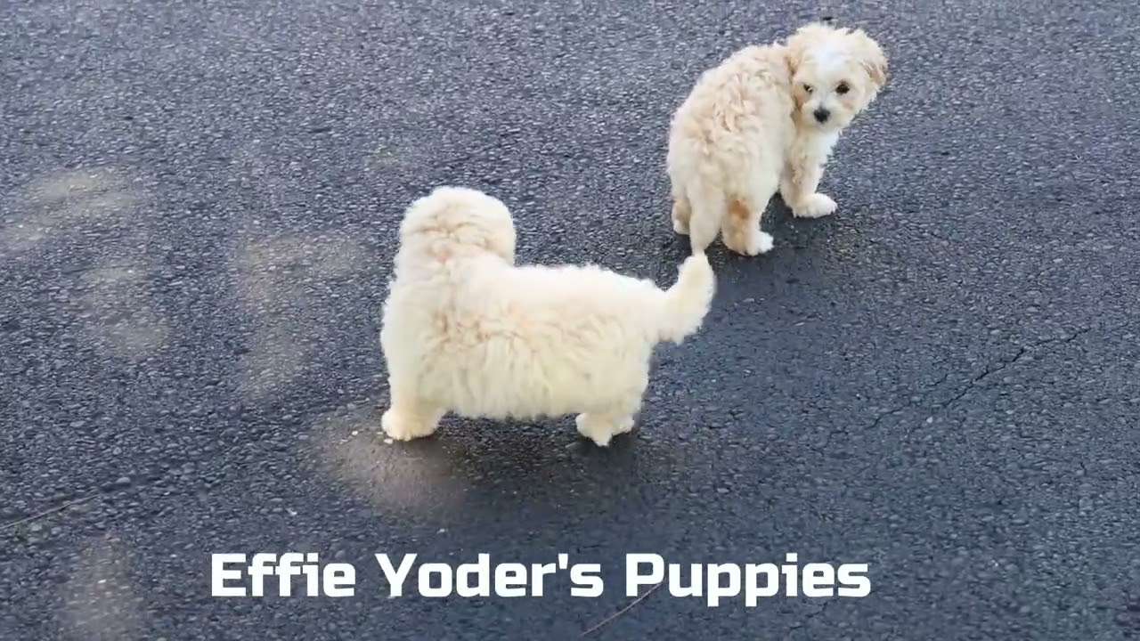 Maltipoo Puppies for sale in Massillon, Ohio | Lancaster Puppies