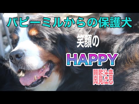 超大型犬の保護犬HAPPY緊急入院  閲覧注意少しグロい映像があります。