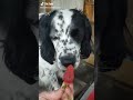 Угощайся Like собака 歌ってもらった Comedymemes топ Como Funnymemes Угощайся Like собака 歌ってもらった Comedymemes топ Como Funnymemes