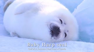 Cute! Baby Harp seal / ふあふあ赤ちゃんタテゴトアザラシ