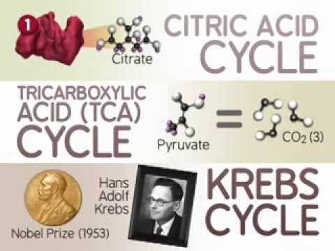 The Citric Acid Cycle: The Reactions