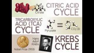 The Citric Acid Cycle: The Reactions