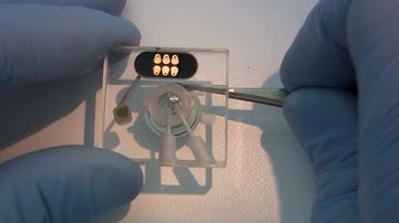 Bruker Multimode 8 Fluid Imaging