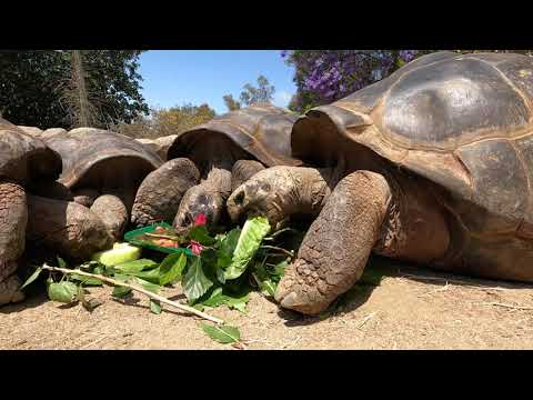Galapagos Tortoises Timelapse of Treats