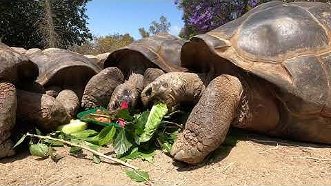 Galapagos Tortoises Timelapse of Treats