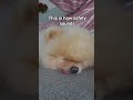 Calm breath. Warm body #dogsleep #cozylife #seniordoglove #quietmoments #petcare