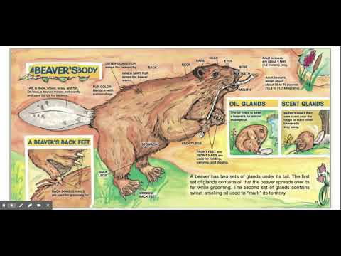 Beavers By Gail Gibbons - Non Fiction Read Aloud - YouTube