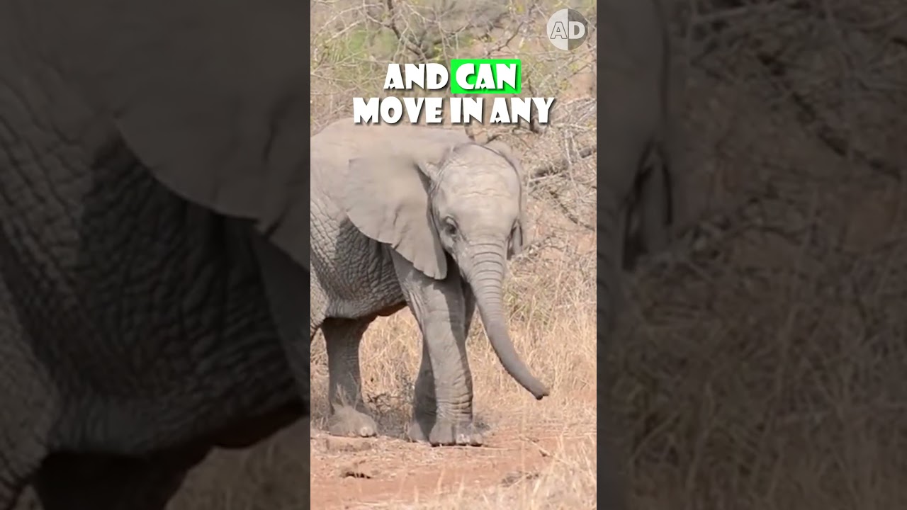 Why Baby Elephants Can’t Use Their Trunks!