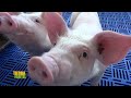 Tierra Fértil Tv- Producción porcina y valor agregado a la carne de cerdo (21.05.22)