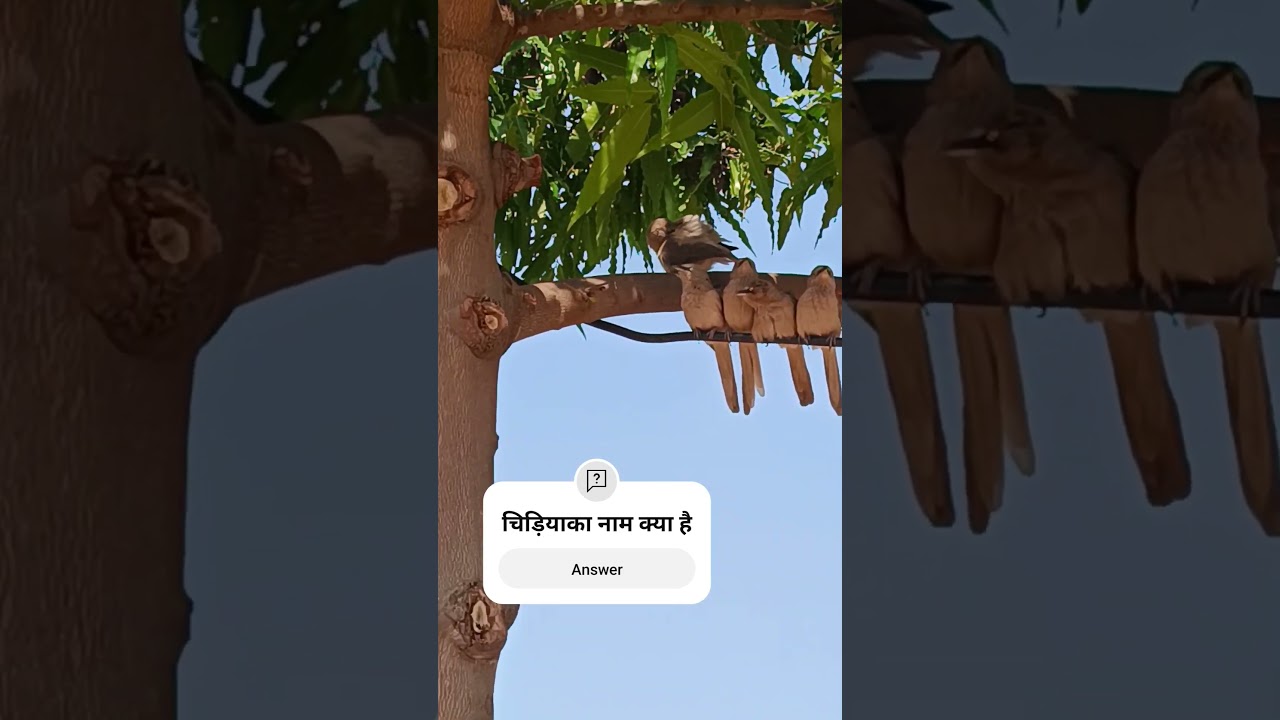 Cute pet debut plan Animals' confusing behavior Cute to the extreme Fanta