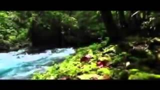 Papua new guinea - bird watching tourism w/o intro