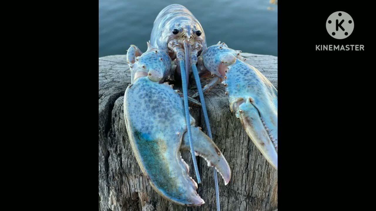 roblox evade Blue lobster sound (extended) - YouTube