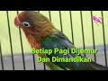 Video Cara Merawat Burung Lovebird