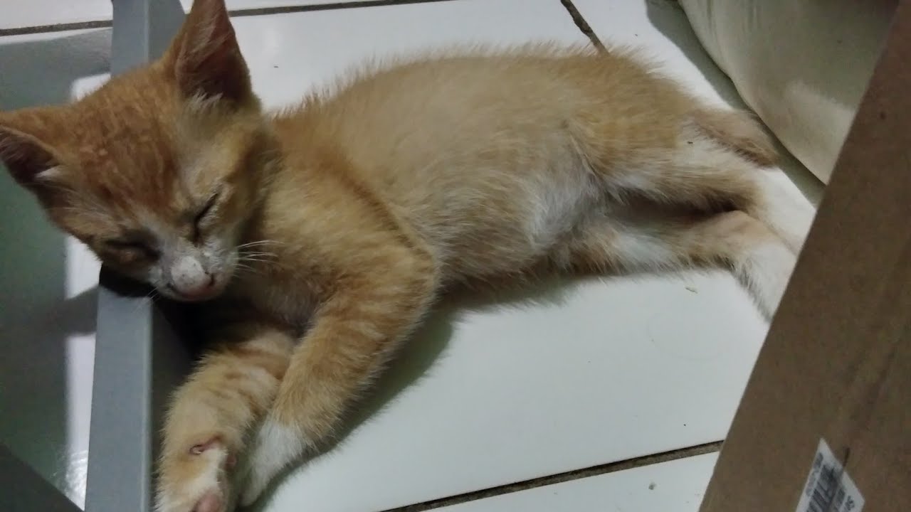 Pertarungan Kucing VS Tangan Sampai Tepar YouTube