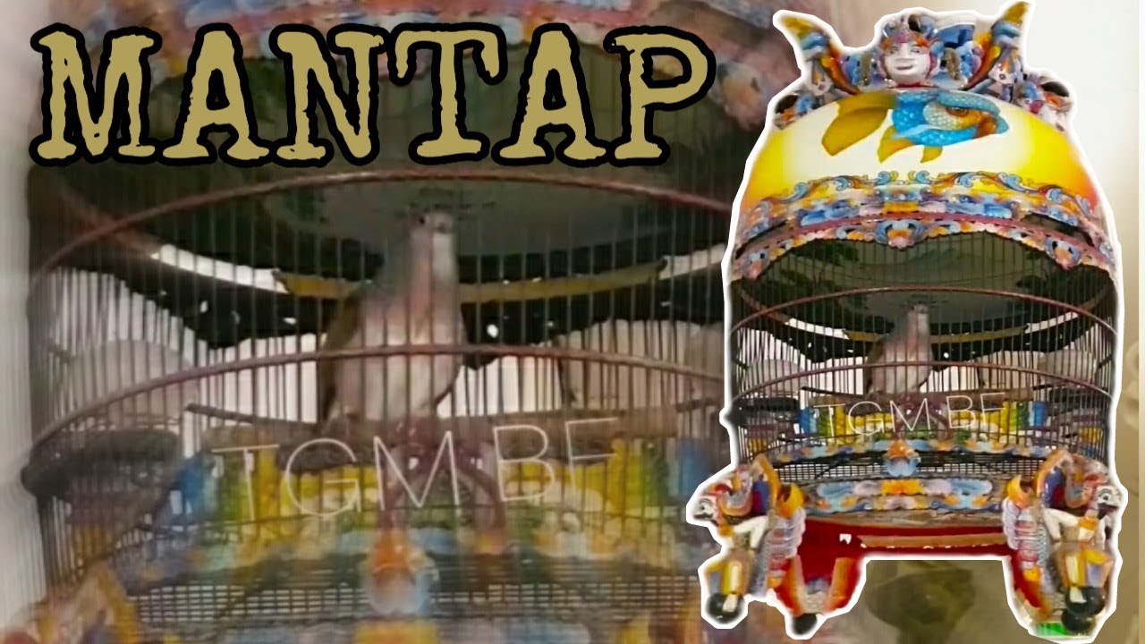 Ini Dia Suara Adik Perkutut Juara Nasional Tahun 2018 Sayang