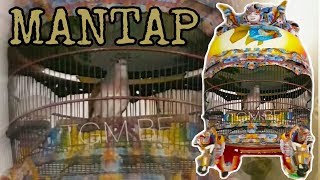 INI DIA SUARA ADIK PERKUTUT JUARA NASIONAL TAHUN 2018 'SAYANG-SAYANG' || RING TGM BIRD FARM