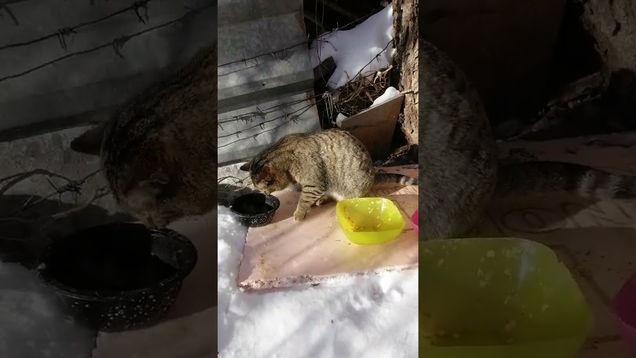 +1000р. Алексей Вячеславович Р. СПАСИБО!!! на Сбербанк 2202203654418625 Елена К. 5 февраля 2026г.