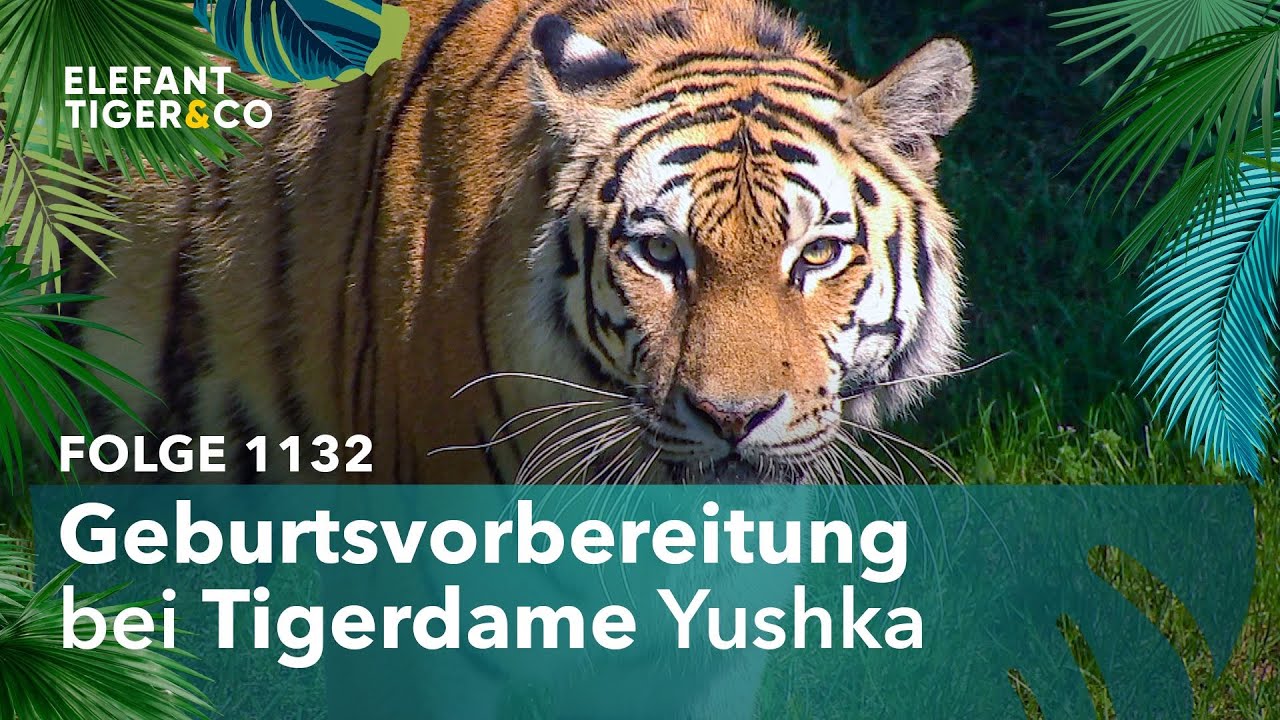 Nachwuchshoffnung bei den Tigern des Zoo Leipzig (Folge 1132) | Elefant, Tiger & Co. | MDR