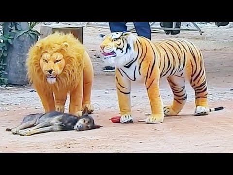 Troll Prank dog & fake Lion and Fake Tiger Prank To dog | Videos Troll 2021