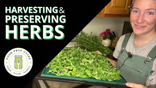 How to Dehydrate Herbs Without Destroying Their Nutrients Drying Herbs From The Garden Without A Dehydrator