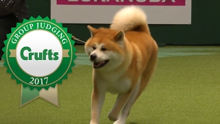 Utility Group Judging and Presentation | Crufts 2017